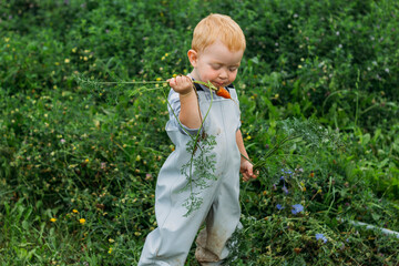 A little boy in a gray-blue jumpsuit and bright yellow boots holds a red carrot by the tops. Harvesting in your own garden