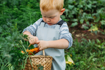 A little boy carries a small basket with big red carrots. Harvesting vegetables from garden. Homestead lifestyle