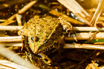Macro of Pelophylax ridibundus, marsh frog, on leaves on a sunny summer day