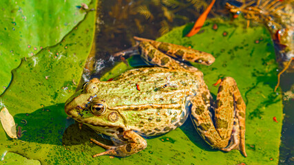 Macro of Pelophylax ridibundus, marsh frog, on leaves on a sunny summer day