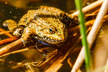 Macro of Pelophylax ridibundus, marsh frog, on leaves on a sunny summer day