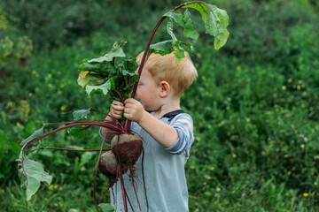 A red-haired boy in a gray jumpsuit holds a freshly pulled beetroot from the garden in two hands. Growing homemade vegetables in an organic garden. Harvesting in the backyard
