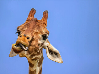 Giraffe Closeup with Twisted Tongue and Blue Sky Background
