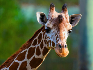Giraffe Closeup Facing Camera with Green Blurred Background