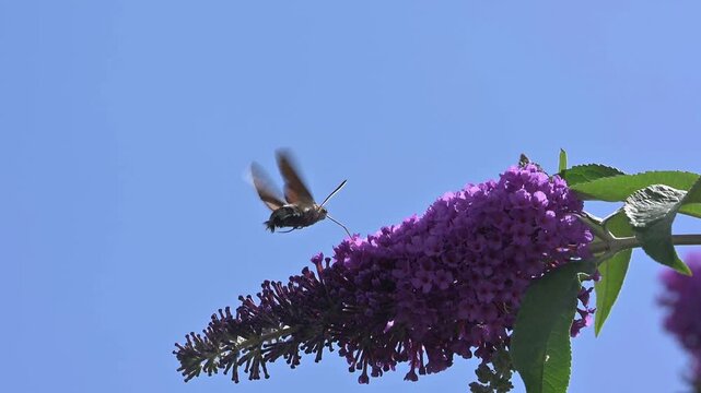 Hummingbird Hawk-Moth (Macroglossum stellatarum) feeding on Buddleia. July, Kent, UK [Slow motion x 10]