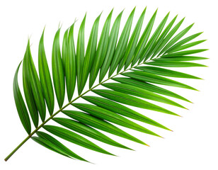 Obraz premium Macro Close-Up of Vibrant Green Palm Fronds with Detailed Veins, Transparent Background PNG