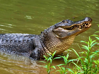 American Alligator Surfaces from Murky Water with Open Mouth