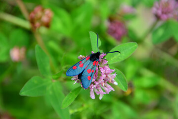 Six-spot Burnet Moth on Pink Clover zygaenidae butterfly