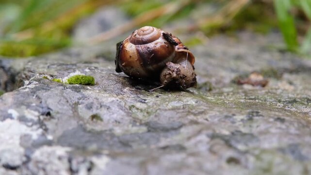 Close-up of a still snail resting on a mossy rock surface. Captured in Kaz Mountains, Turkey. Perfect for nature, macro, and wildlife themes.