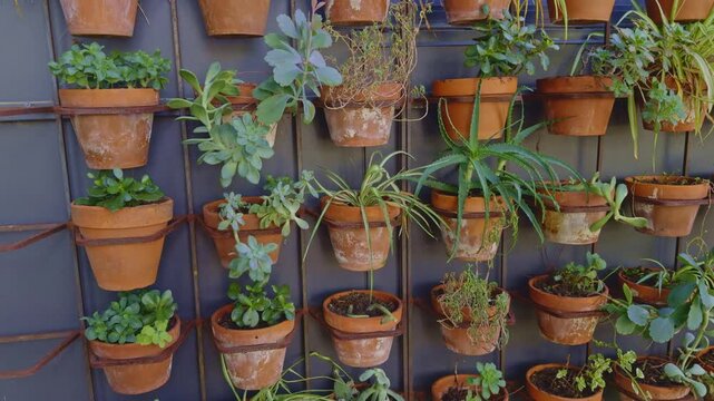 Panning shot of a vertical garden wall with rustic terracotta pots filled with a variety of green plants and succulents, mounted against a dark modern wall in an urban outdoor space.