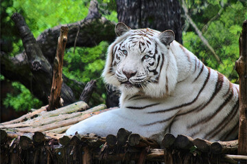 White Bengal Tiger Resting on Wooden Platform in Forest Setting