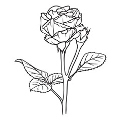 Hand-drawn illustration. Flower line art. Rose flower. Botanical coloring page