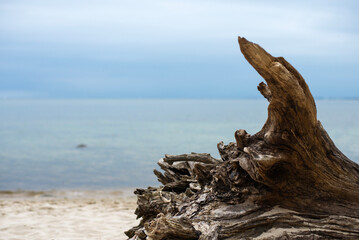 Beautiful view of the sea. Beach with broken trees. Driftwood. Rest near the sea.