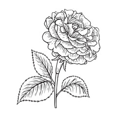 Hand-drawn illustration. Flower line art. Rose flower. Botanical coloring page