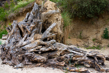 Weathered fallen trees with exposed roots lie on a sandy forest floor, showcasing raw natural textures and the passage of time. The cracked bark and driftwood-like appearance contrast with the green 