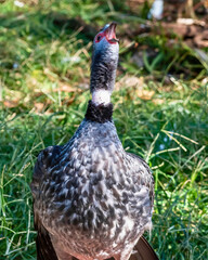 Helmeted Guineafowl Walking Through Grassland