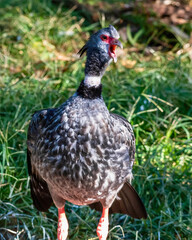 Helmeted Guineafowl Walking Through Grassland
