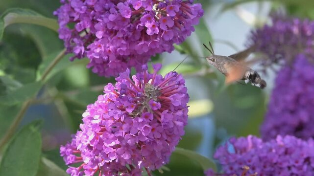 Hummingbird Hawk-Moth (Macroglossum stellatarum) feeding on Buddleia. July, Kent, UK [Slow motion x 10]