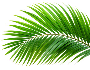 Obraz premium Macro Close-Up of Vibrant Green Palm Fronds with Detailed Veins, Transparent Background PNG