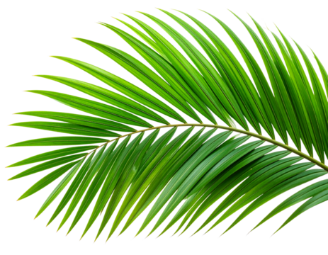 Macro Close-Up of Vibrant Green Palm Fronds with Detailed Veins, Transparent Background PNG