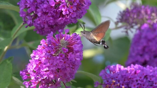 Hummingbird Hawk-Moth (Macroglossum stellatarum) feeding on Buddleia. July, Kent, UK [Slow motion x 10]