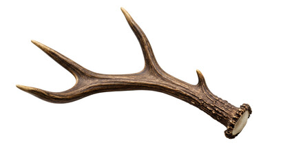 Close-up of a deer antler against a black background.
