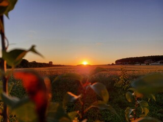 sunset in summer on a wheat field
