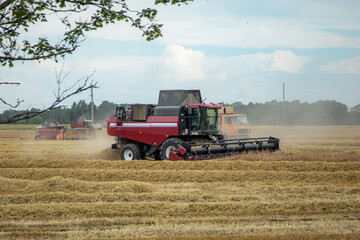 Obraz premium Red combine harvester working in wheat field during autumn harvest season