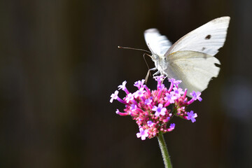 cabbage butterfly on flower of a thistle
