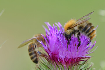bumblebee on  flower of a bull thistle