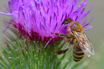 bee on  flower of a bull thistle