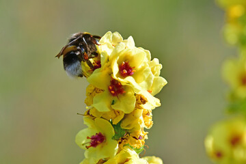 bumblebee on black mullein flower