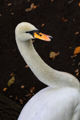 Swan is standing on a dirt ground with its head up. The swan is white and has a black beak