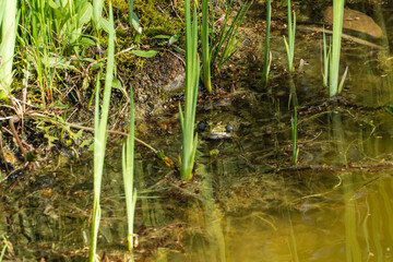 Frog with huge inflated bladders sits partially submerged in pond, surrounded by green aquatic plants and murky water, blending in with its natural habitat.