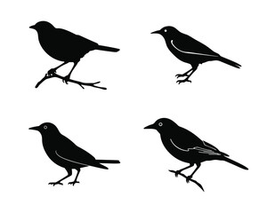 Obraz premium Collection of four black bird silhouettes two perched on branches vector illustration