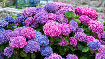 a large bush of beautuful full blooming hydragia in pink colour