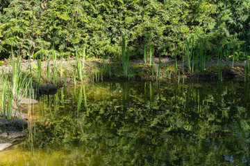 Serene natural scene with lush green trees and foliage reflected in calm waters of pond, creating tranquil and picturesque landscape.