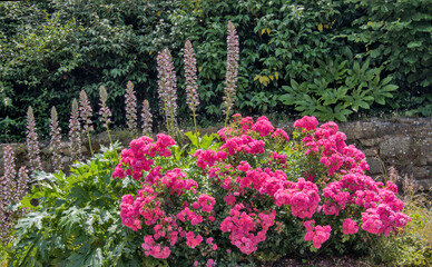 a large bush of beautuful full blooming hydragia in pink colour
