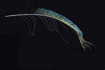 Vibrant peacock feather fragment glowing against a deep black background.