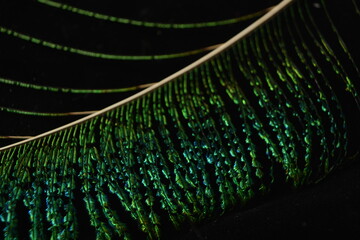 Macro shot of vibrant peacock feather glowing in shimmering light