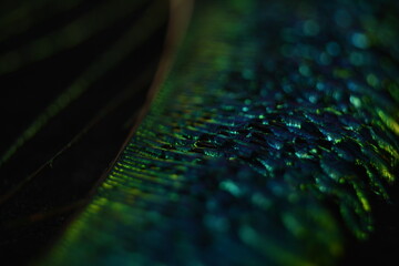 Macro shot of vibrant peacock feather glowing in shimmering light