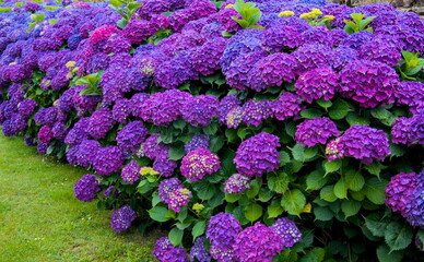 beautiful violet hydangeas in full bloom in summer