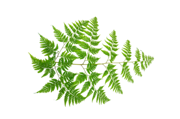 Isolated Fern Plant with Root. Transparent PNG for Botanical Design