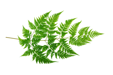 Isolated Fern Plant with Root. Transparent PNG for Botanical Design