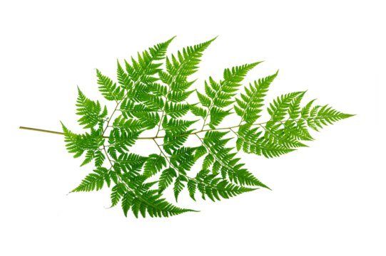 Isolated Fern Plant with Root. Transparent PNG for Botanical Design