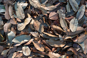 Fallen dry leaves texture background in shades of brown and beige, showing natural patterns and shadows.