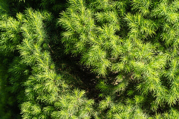 Close-up of needles of a lush green Picea glauca Conica coniferous tree with dense foliage, prominent in garden with sunlight filtering through its branches.