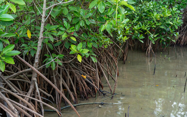 Lush green mangrove forest with aerial roots extending into murky water in Thailand