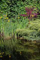 Serene pond scene with tall green reeds and iris pseudacorus (yellow flag, yellow iris) vibrant yellow flowers, reflecting beautifully on calm water surface, surrounded by lush greenery.