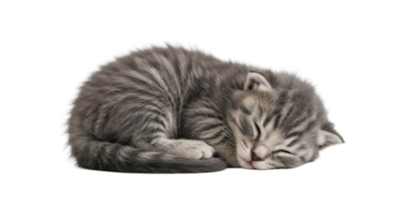 Grey kitten sleeping peacefully.